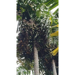 Areca mandacanii