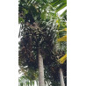 Areca mandacanii