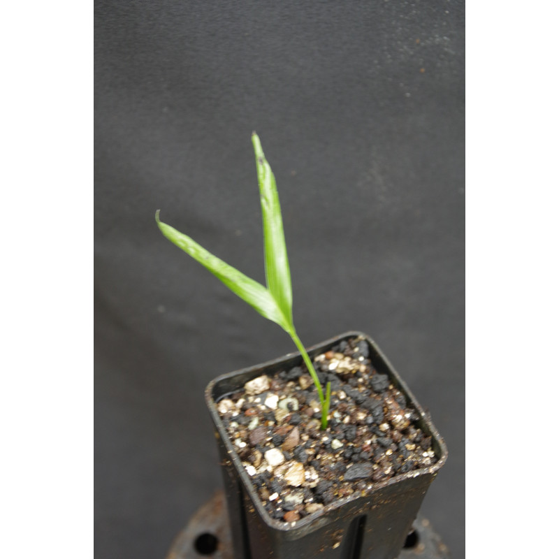 Chamaedorea cataractarum - Fluss-Bergpalme