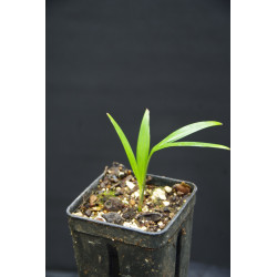 Ptychosperma pullenii