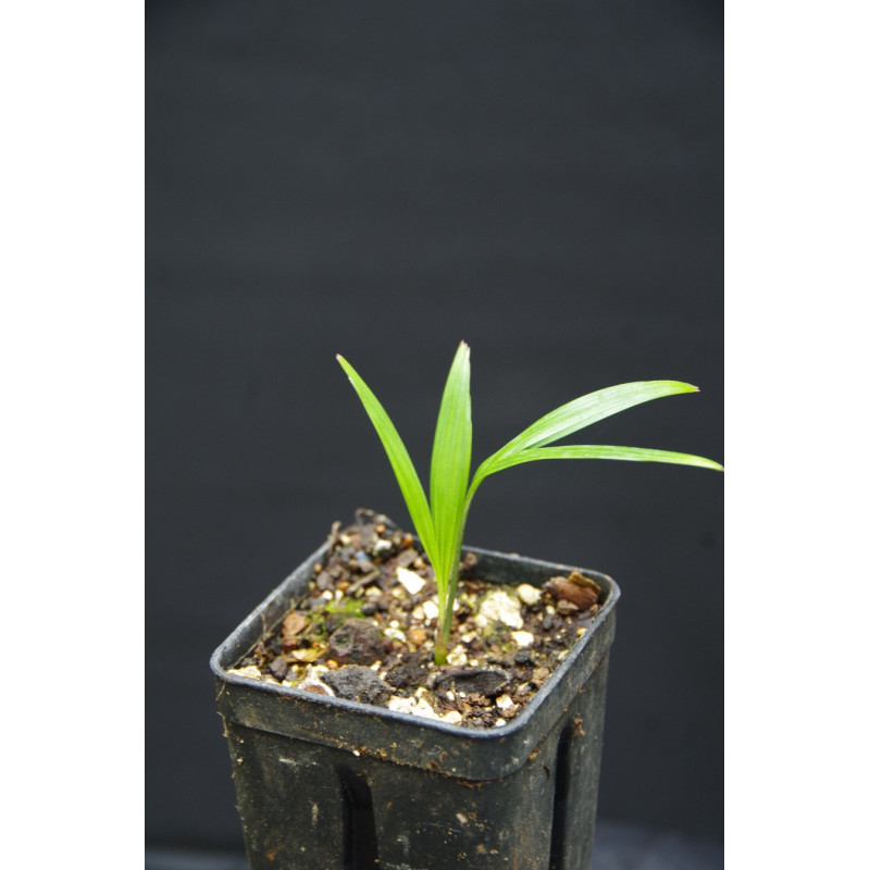 Ptychosperma pullenii