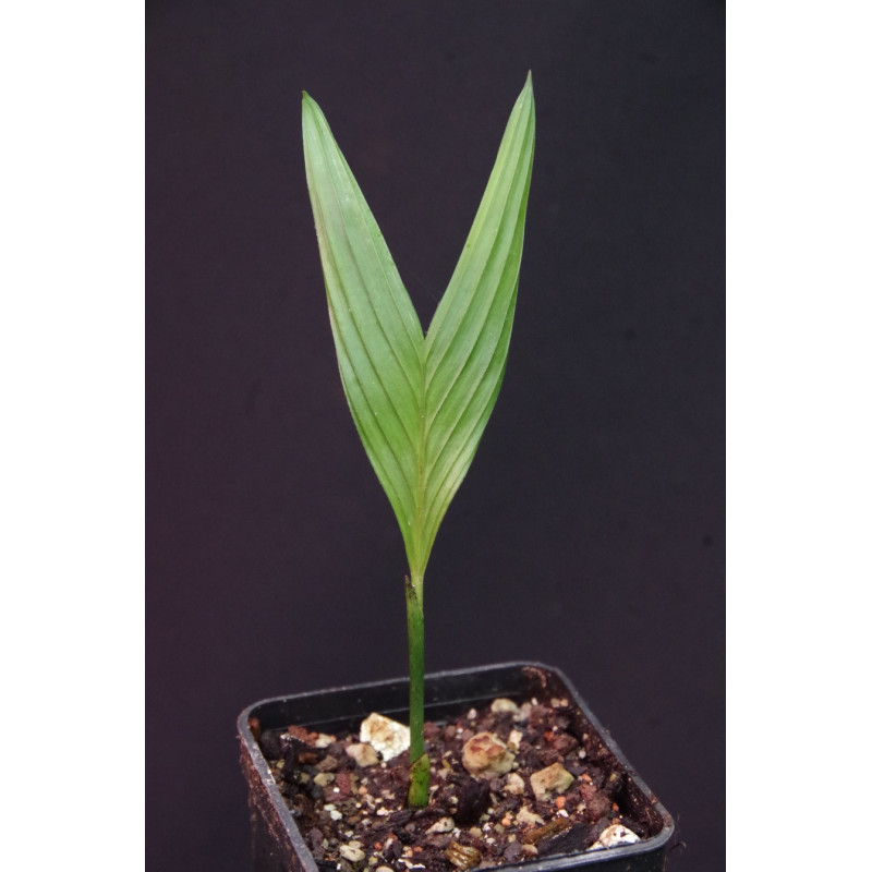 Nenga pumila var. pachystachya