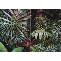 Nephrosperma van-houtteanum - Van-Houttens-Palme