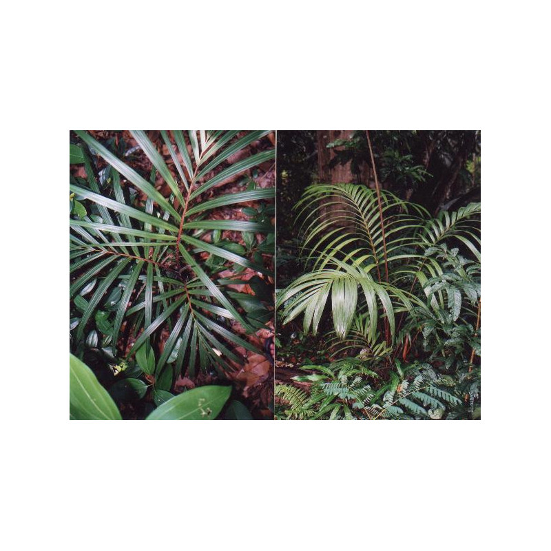 Nephrosperma van-houtteanum - Van-Houttens-Palme