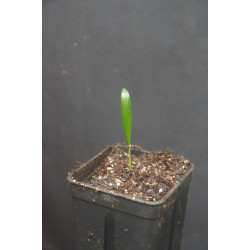 Rhapis subtilis - Zwerg-Steckenpalme