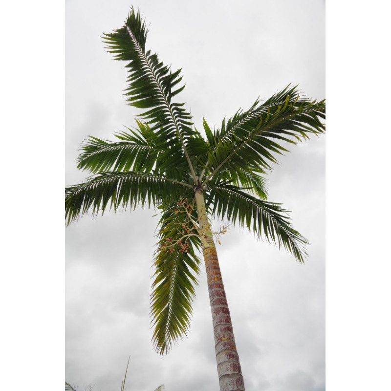 Veitchia arecina - Montgomery-Palme