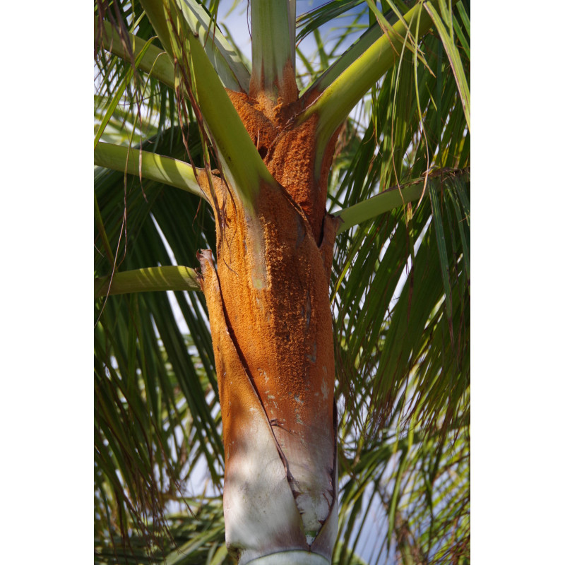Dypsis leptocheilos (syn. Chrysalidocarpus l.) - Teddy Palm