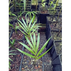 Dypsis leptocheilos (Chrysalidocarpus l.) - Teddy-Palme