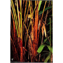 Licuala paludosa (syn. L. aurantiaca) - Golden Licuala