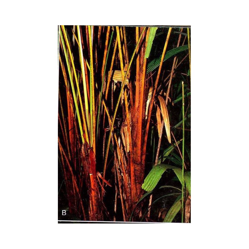 Licuala paludosa (syn. L. aurantiaca) - Goldene Licuala