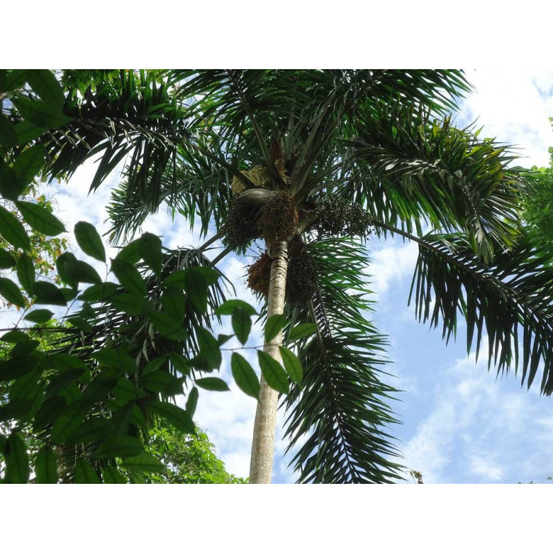 Syagrus sancona - Columbian Foxtail Palm, Sumunqué Palm