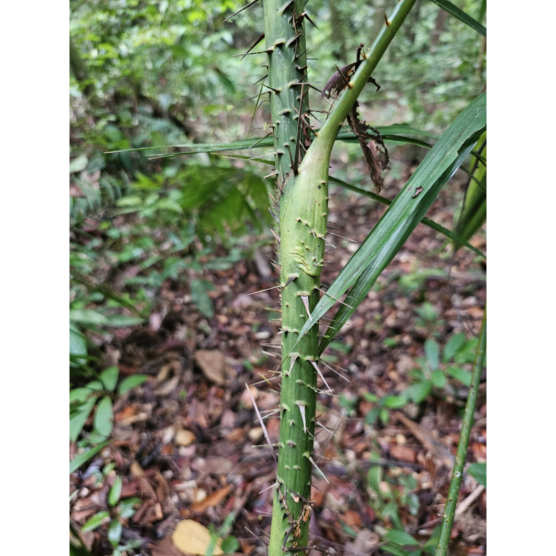 Calamus sp. "long fruit"
