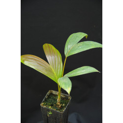 Chambeyronia macrocarpa "Watermelon" - Rotblattpalme