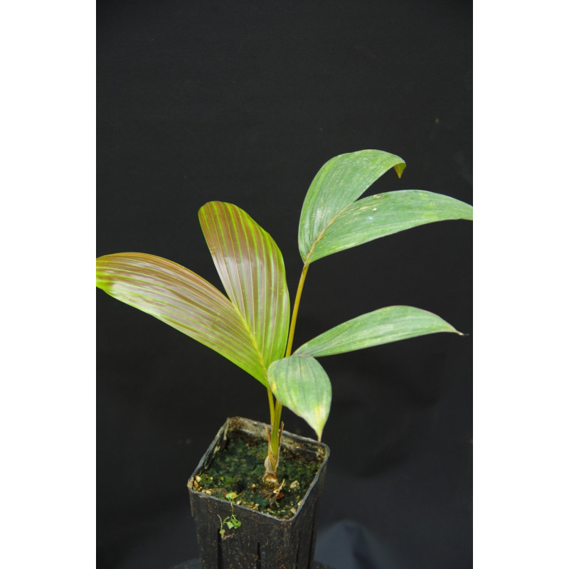 Chambeyronia macrocarpa "Watermelon" - Watermelon-Red Leaf Palm