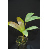Chambeyronia macrocarpa "Watermelon" - Rotblattpalme