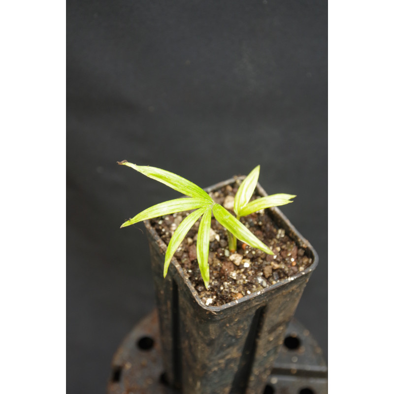 Calamus sedens - Sitzende Rattanpalme