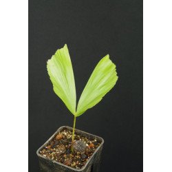 Caryota obtusa (Thai form)