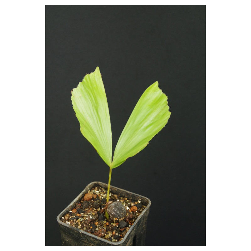 Caryota obtusa (Thai form)