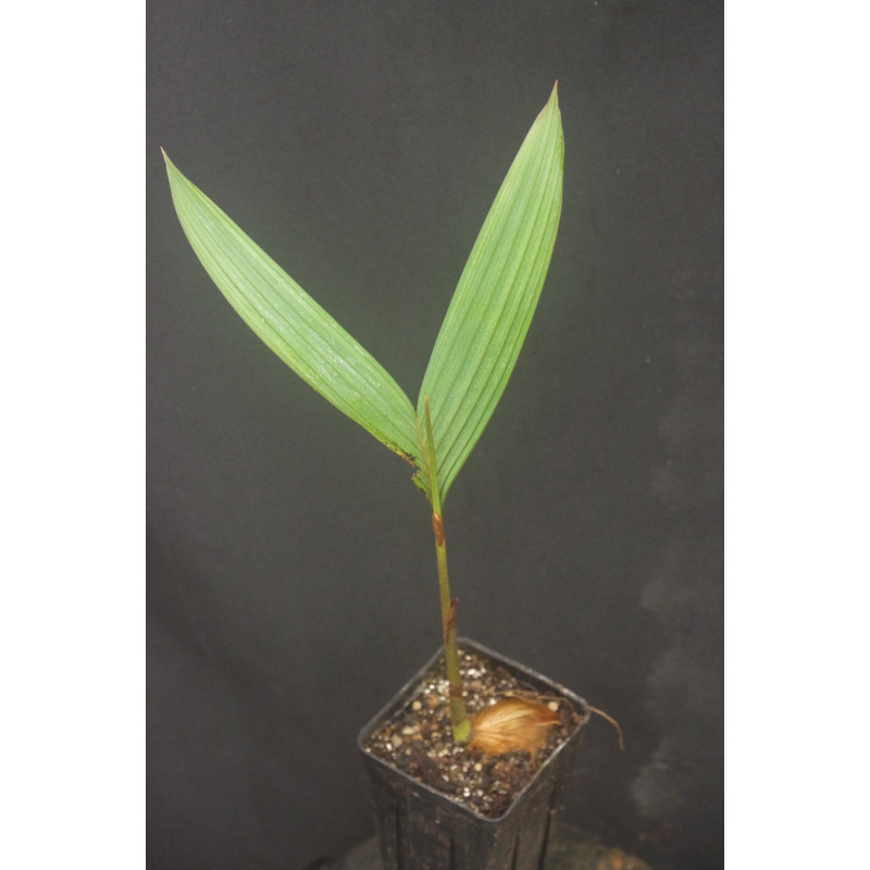 Actinorhytis calapparia - Calappa Palm