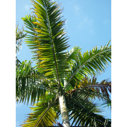 Veitchia joannis - Joannis-Palme