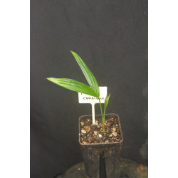 Areca concinna