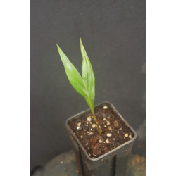 Areca vestiaria "Orange Form" - Vestiaria-Palme