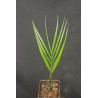 Areca mandacanii