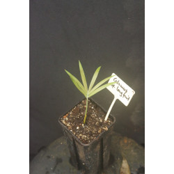 Calamus sp. "long fruit"