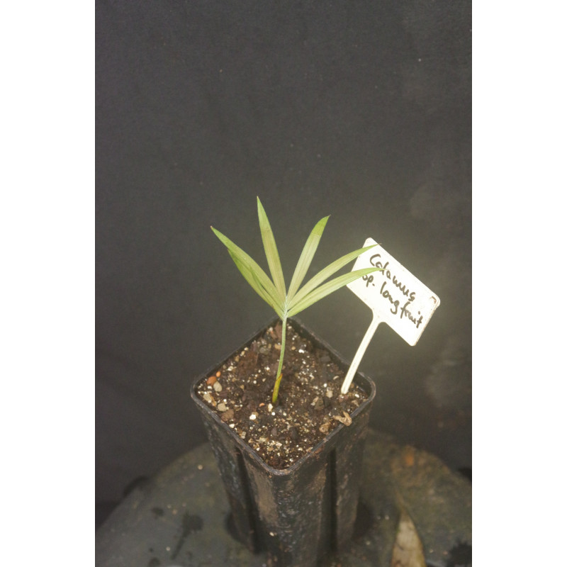 Calamus sp. "long fruit"