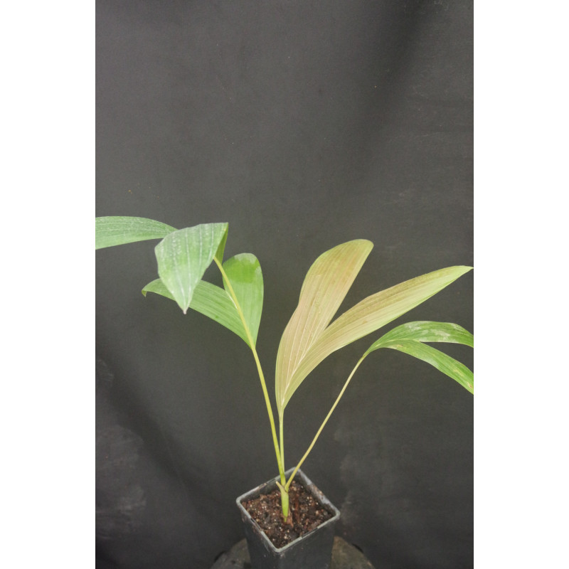 Chambeyronia houailouensis - Houailou-Rotblattpalme