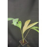 Chambeyronia houailouensis - Houailou-Rotblattpalme