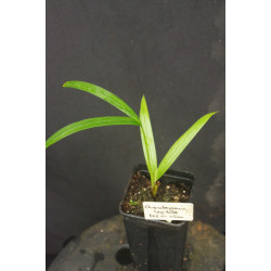 Chambeyronia lepidota "Mid Elevation"