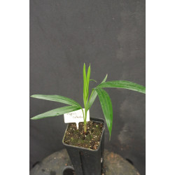 Dypsis cabadae (syn. Chrysalidocarpus c.) - Cabada Palm