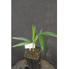 Dypsis cabadae (syn. Chrysalidocarpus c.) - Cabada Palm