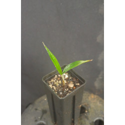 Cryosophila guagara - Guagara-Palme