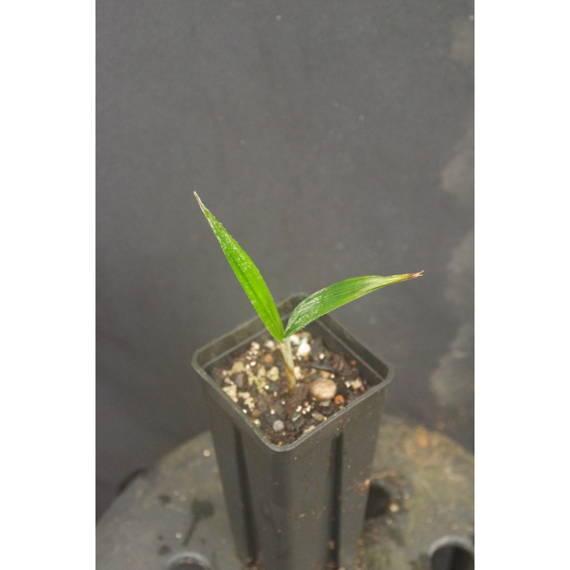 Cryosophila guagara - Guagara Palm