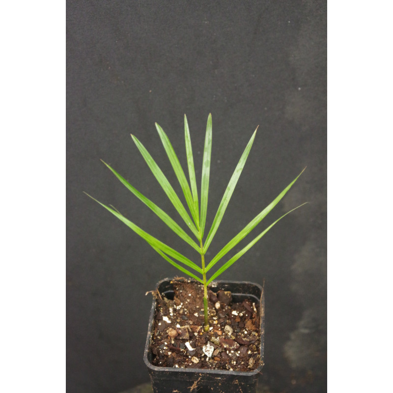 Dypsis leptocheilos (Chrysalidocarpus l.) - Teddy-Palme