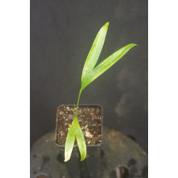 Dypsis rivularis (syn. Chrysalidocarpus r.)