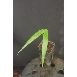 Gaussia maya (syn. Opsiandra m.) - Mayan Palm