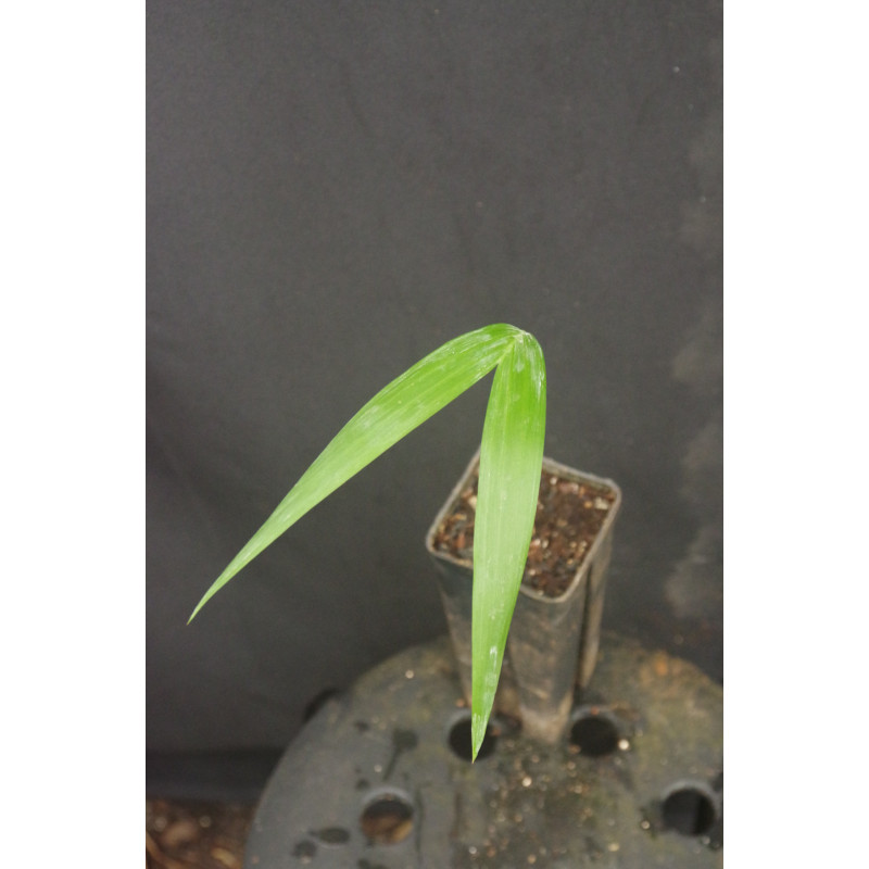 Gaussia maya (syn. Opsiandra m.) - Maya-Palme