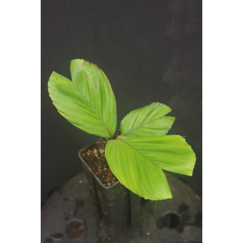 Iguanura kelantanensis