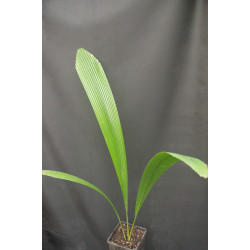 Johannestejismannia lanceolata - Schlanke Joey