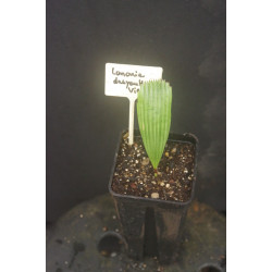 Lanonia dasyantha - Vietnamese Fan Palm