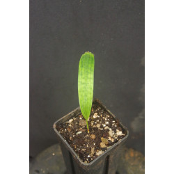 Licuala mattanensis "Mapu" - Mapu-Palme