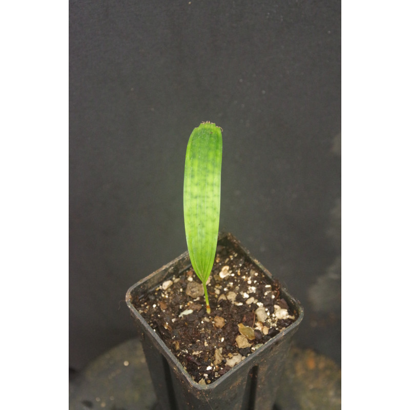 Licuala mattanensis "Mapu" - Mapu-Palme