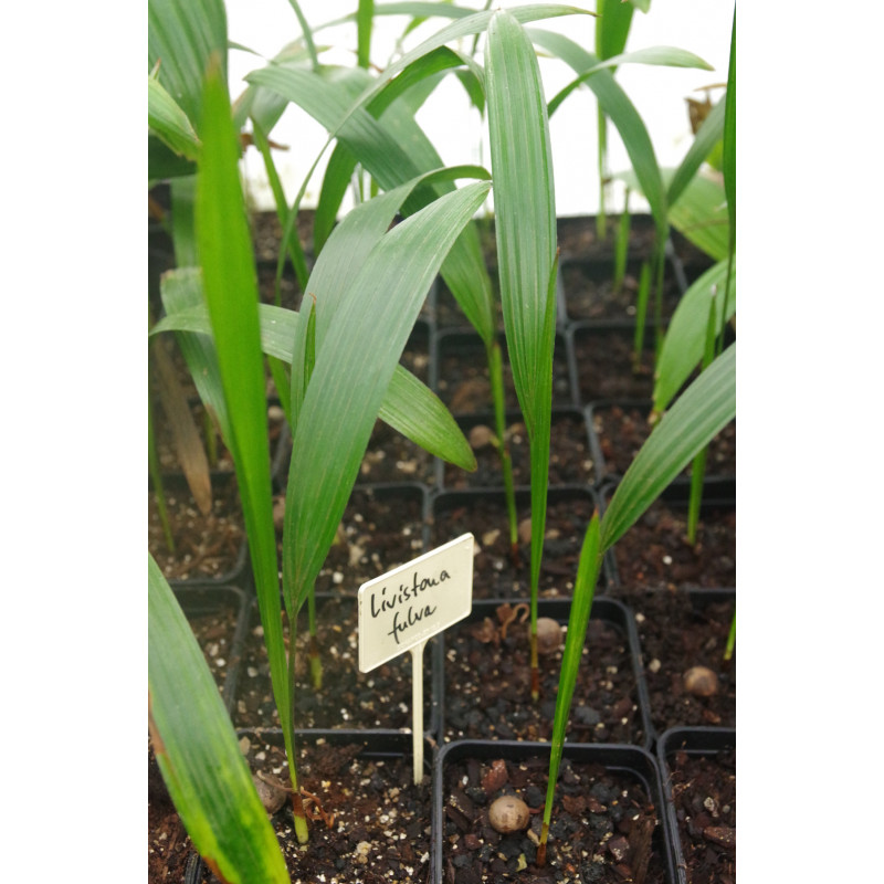 Livistona fulva - Blackdown-Schirmpalme