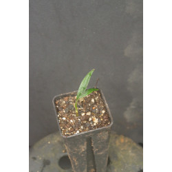 Ponapea hentyi (syn. Drymophloeus h.)