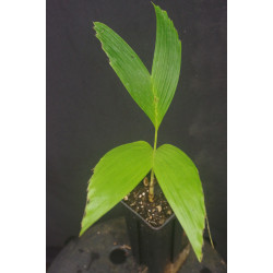 Ponapea ledermanniana (syn. Ptychosperma l.)