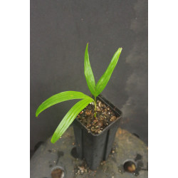 Ptychosperma caryotoides