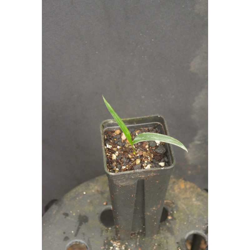 Rhapis vidalii - Averyanovs Steckenpalme